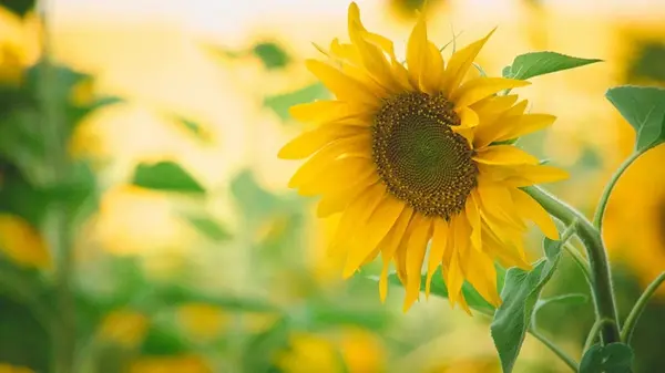 Меньше подсолнечника, больше кукурузы: что будет с ценами на продукты в Украине осенью