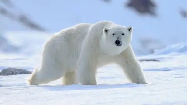 Белые медведи на самом деле не белые и имеют черную кожу: почему