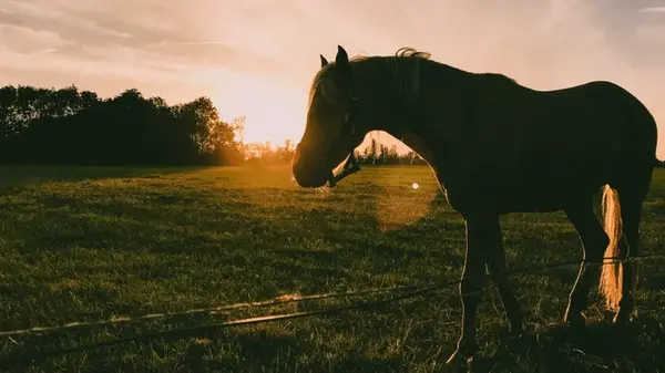 Названо самое смертоносное животное Австралии: никто никогда не подумал бы на него