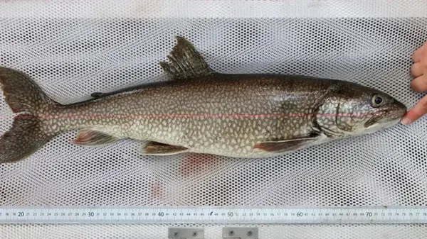 Родилась до того, как люди высадились на Луну: названа самая старая озерная форель в мире