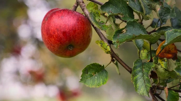 Синоптик сообщила, с какой погоды начнется в Украине осень