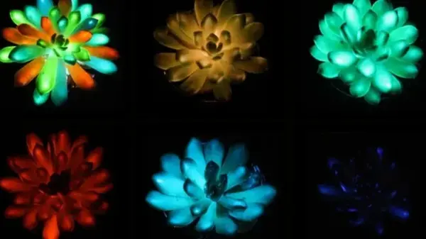 В Китае создали светящиеся суккуленты: растения могут заменить лампочки