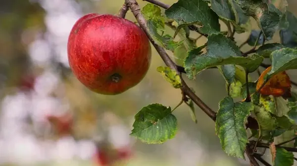 Синоптик сообщила, с какой погоды начнется в Украине осень