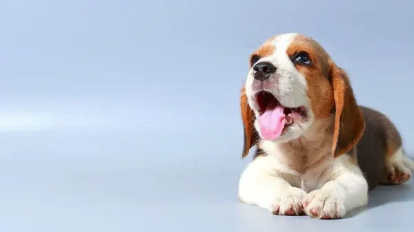 Ученые удивили открытием: люди готовы слушать собак, как и людей