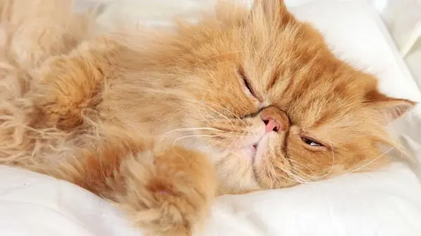 Ученые выяснили, почему кошки так любят спать на левом боку: вы об этом и не догадывались