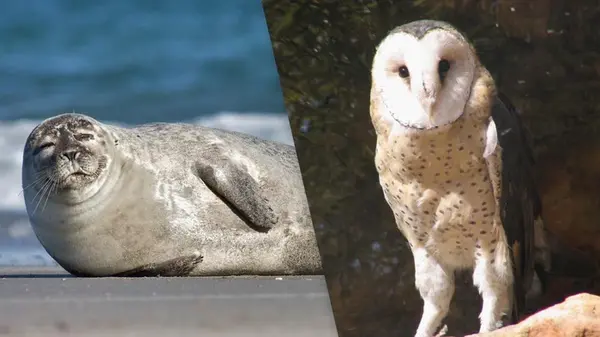 Какие животные обладают самым острым слухом: ученые назвали лучших слухачей