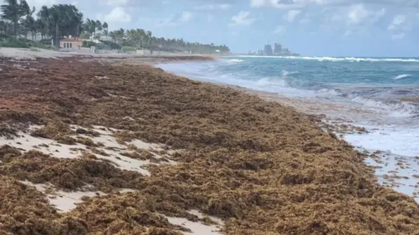 Бурая биомасса захватывает Атлантический океан: ее вес уже составляет 37,5 млн тонн (видео)