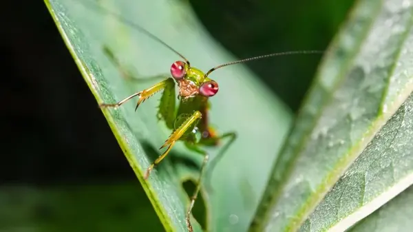 Почему исчезают насекомые: ученые обнаружили страшную причину массового вымирания