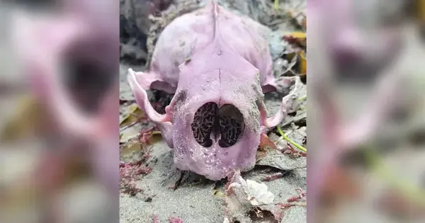 У морских выдр кости и зубы становятся фиолетовыми: ученые раскрыли причину феномена