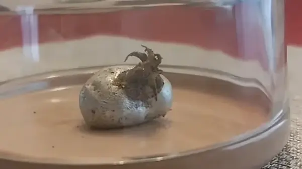 Чужой уже здесь: из «метеорита» выросли странные щупальца – считается, что это пришелец (фото)