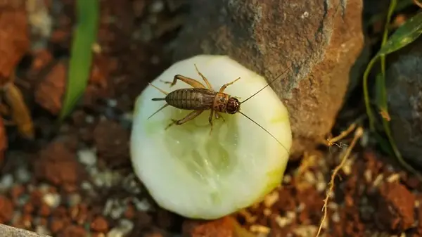 По всему миру массово исчезают насекомые: это происходит даже там, где нет людей