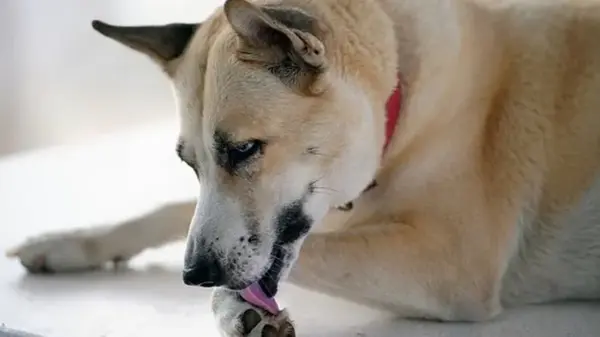 Раскрыта причина, по которой собаки облизывают лапы: дело вовсе не в чистоплотности