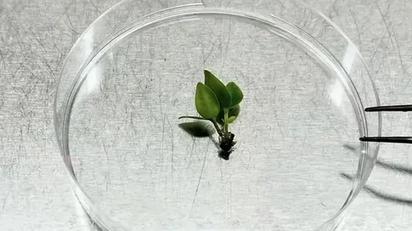 Ученые готовятся к воскрешению вида, находящегося на грани вымирания: его ДНК консервируют