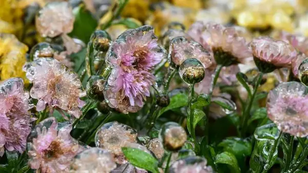 В Украину идут заморозки: синоптики предупредили о резком похолодании уже ночью