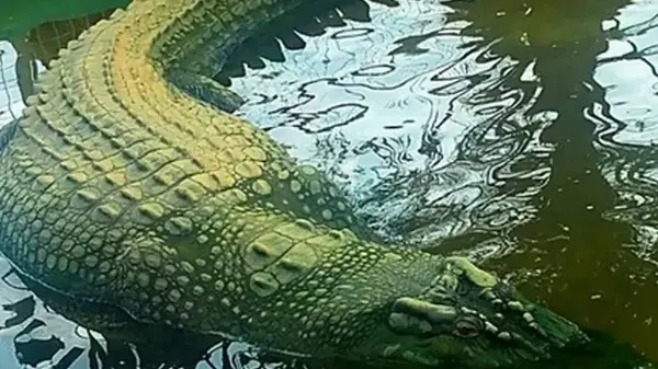 Потребовался кран, чтобы поднять: каким был самый крупный крокодил в истории человечества