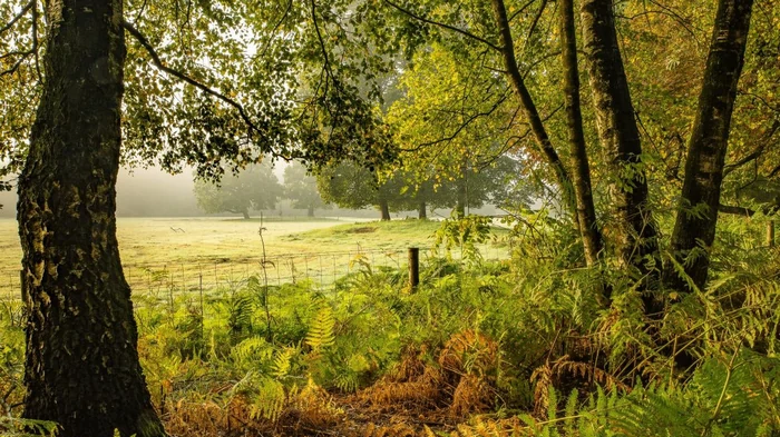 Деревья странно ведут себя, предупреждая о неизвестной катастрофе: ученые объяснили, что это