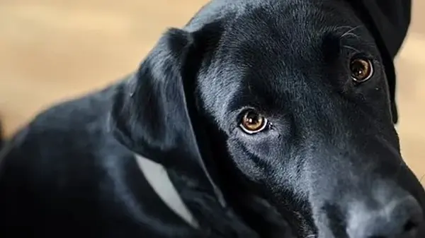 Собака ни в чем не виновата: ученые нашли настоящую причину агрессии у животных