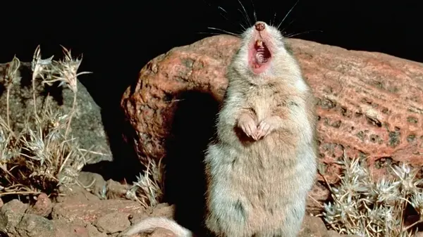 Всего 15 см в длину, но воет как волк: названа единственная мышь в мире, которая воет на Луну