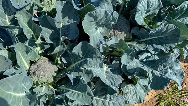 Выживет даже в самой адской жаре: усовершенствован один из самых популярных овощей в мире