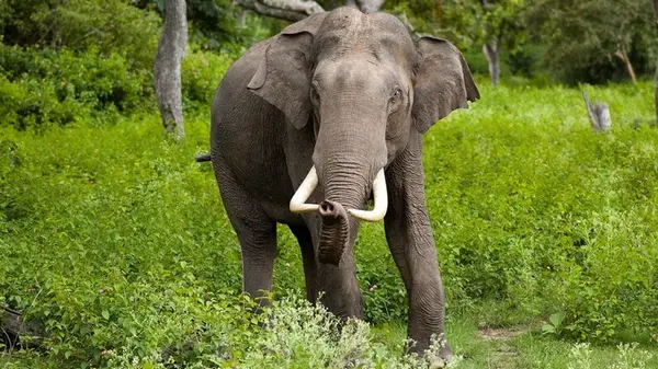 Эксперимент со слонами поразил ученых: что они могут