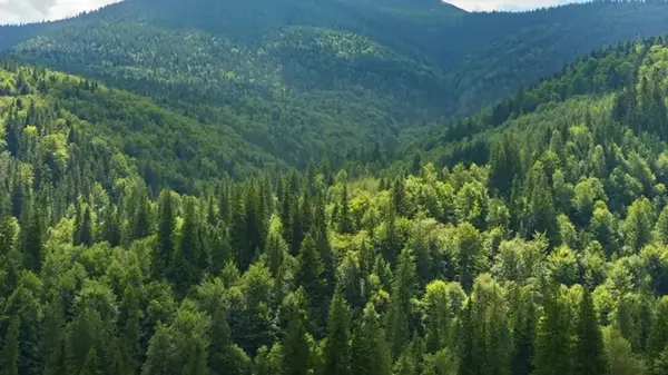 Атмосферные модели придется пересмотреть: деревья выделяют неучтенные ранее соединения