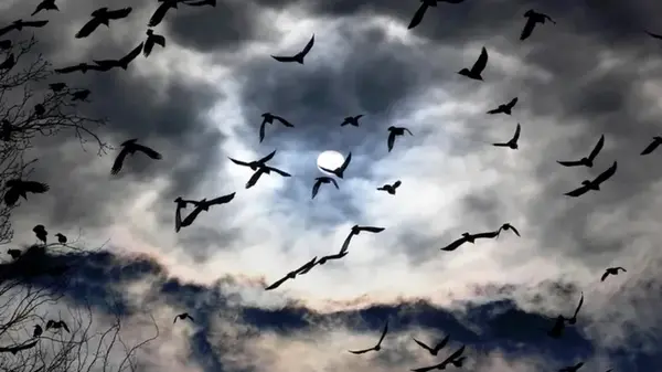 Зловещее предупреждение для людей: птицы внезапно демонстрируют «тревожное» поведение