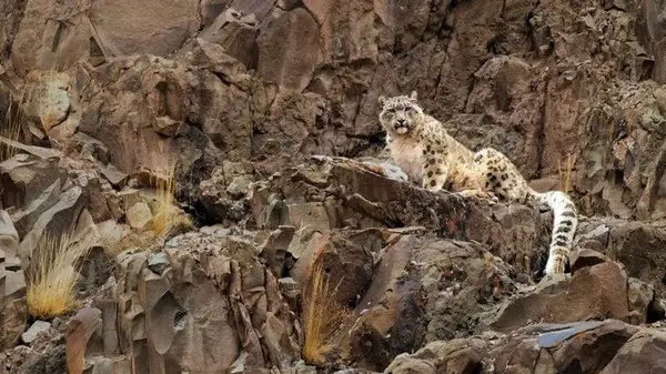 Еще одно животное может быть стерто с лица Земли: снежные барсы слишком схожи генетически