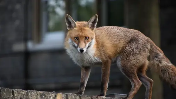 В одном из районов Киева введён карантин из-за бешенства у лисицы