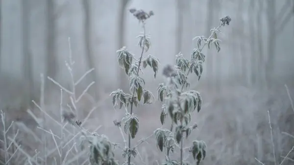 В Украину снова сунут заморозки: где объявлен оранжевый уровень опасности