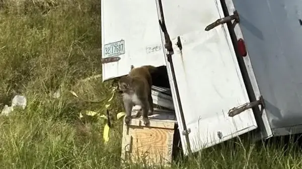 Зараженная опасными вирусами обезьяна сбежала от ученых в США, — полиция