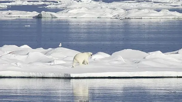 Подо льдами Арктики найдено то, чего здесь быть не должно: жизнь неожиданно процветает здесь
