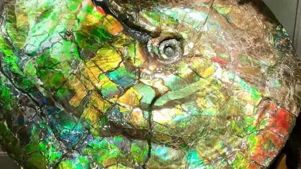 Перламутровые «драгоценные камушки»: что делает аммолиты такими яркими