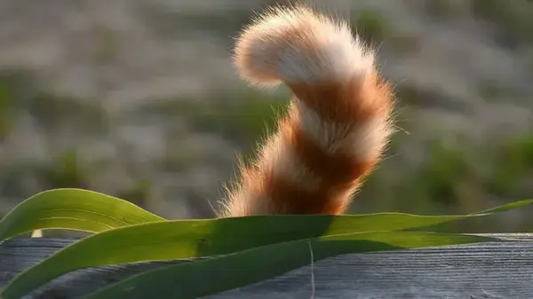 У большинства позвоночных есть хвост, но не у человека: почему у людей нет этого придатка