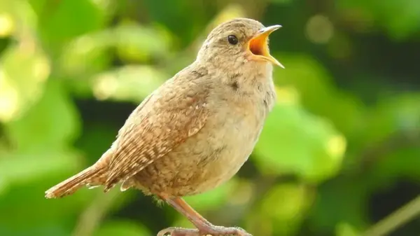 Птицы по всему земному шару поют по утрам: что заставляет пернатых шуметь