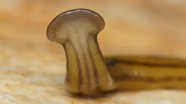 США атакует токсичный червь: обезглавливание лишь позволяет ему размножаться быстрее