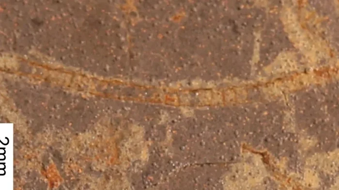 На миллиард лет старше прошлого рекордсмена: обнаружена древнейшая форма жизни на Земле