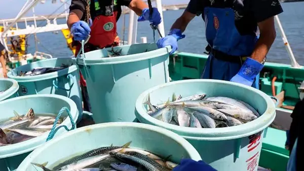 Скандал из-за Тайваня: Китай запретил японские морепродукты