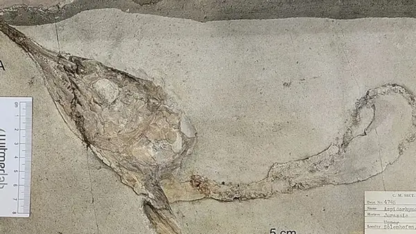 В юрском периоде что-то происходило с рыбами: ученые нашли только их головы