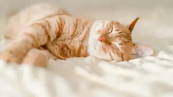 Кошки обвели вокруг пальца историков: их появление в Европе совпало с эпохой Римской империи