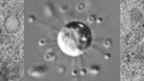 Особенный день для биологии: на древе жизни обнаружена совершенно новая ветвь