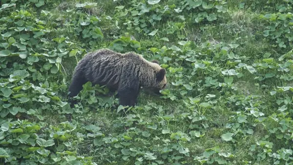 В Японии медведь напал на мужчину в общественной уборной