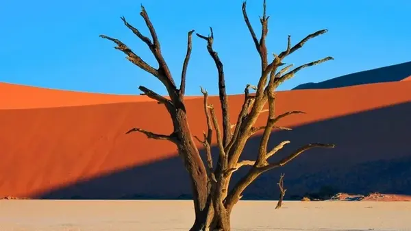 56 млн лет назад растения неожиданно перестали процветать: что произошло на Земле в этот момент