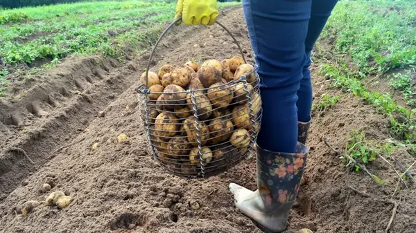 Эксперт рассказал, хватит ли украинцам картофеля этой зимой