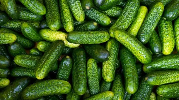 Цены на огурцы в Украине побили исторический рекорд за 8 лет: сколько стоит килограмм