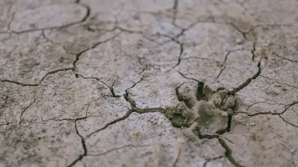 На Европу обрушится экстремальная засуха: экстремальные изменения климата продлятся сотни лет