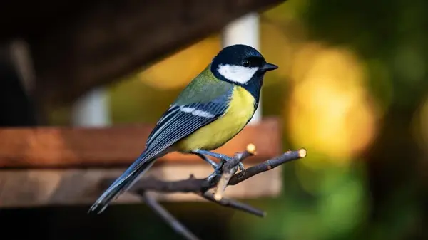 Потеют ли птицы, чтобы охладиться, как и другие животные