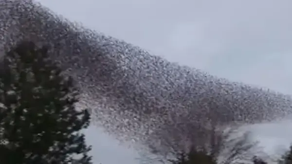 На видео запечатлели темную тень, парящую над озером в Ирландии: что это было (видео)