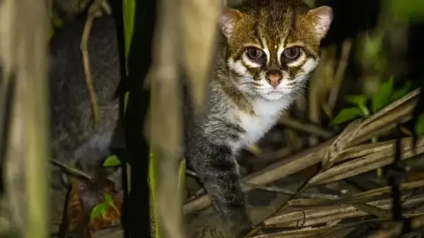 Кошка с плоской головой, которую не видели 30 лет, обнаружена в Таиланде (видео)