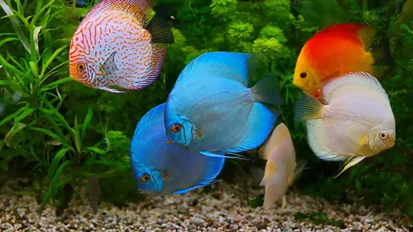 Экологи наконец выяснили, почему тропические животные такие красочные