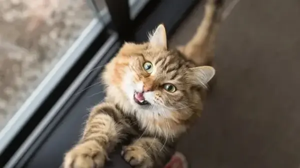 Ученые выяснили, что кошки чаще «разговаривают» с мужчинами, чем с женщинами: в чем причина